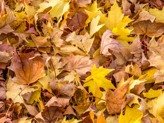 Naklejka na ściany i meble Fall Leaves - Almost winter
