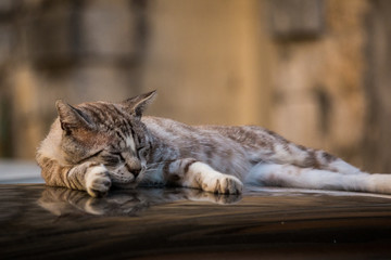 Chat couché sur le toit d'une voiture