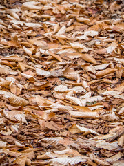 Fall Leaves - Almost winter
