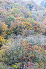 Autumn Fall scene, Trees, Wales, United Kingdom.