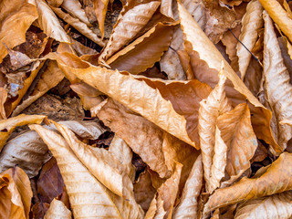 Fall Leaves - Almost winter