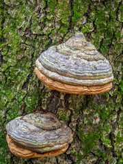 Tree Fungus - East Coast Canada