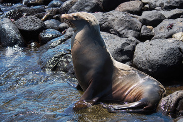 Sea Lion on South Plaza Island