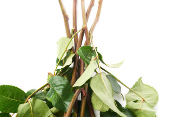 Obraz premium Bouquet of roses over white isolated background