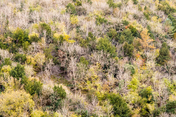Autumnal colours of woodland on hillside. Trees on slopes of Cheddar Gorge in Autumn, displaying bare branches and fall colours. In the Mendip Hills, Somerset, UK