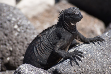 Galápagos marine iguana