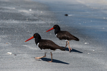American Oystercatcher