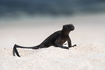 Galápagos marine iguana