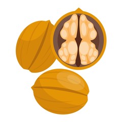 Pile of nuts vector illustration walnuts
