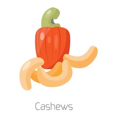 Pile of nuts vector illustration cashew