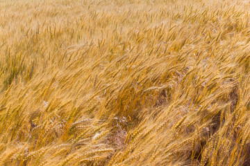 Wheat Fields
