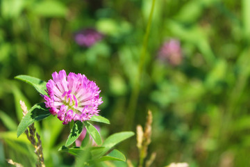 Purple Flower