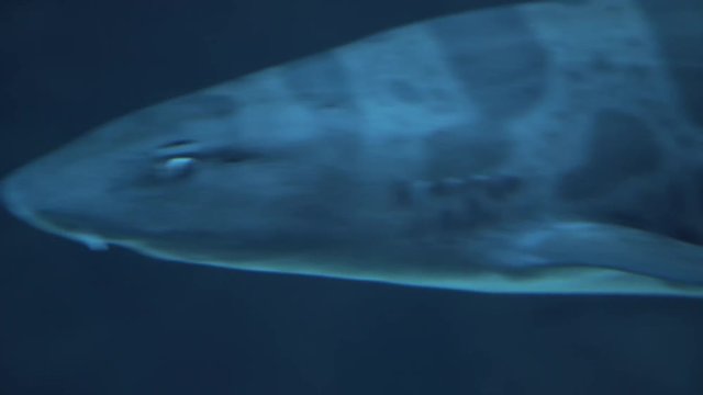 Leopard Sharks Swimming in Public Aquarium