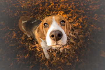 Funny Beagle Dog looking up