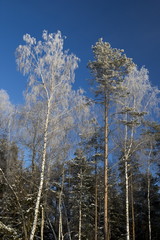 Frozen trees on blue sky background