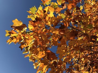 autunno, le foglie gialle