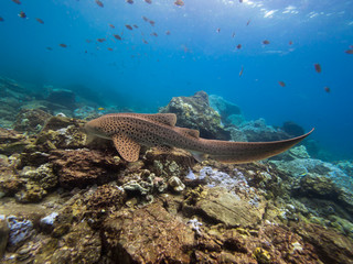 Leopard shark in the shallows