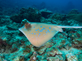 Blue spotted stingray