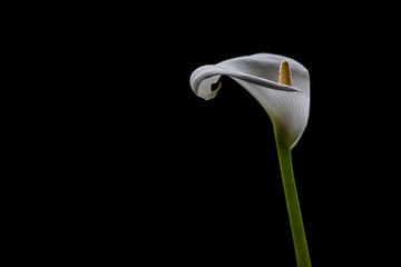Calla lily on black, orientation 2