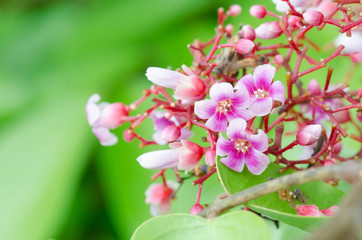 Starfruit flower, Averrhoa carambola with leaves