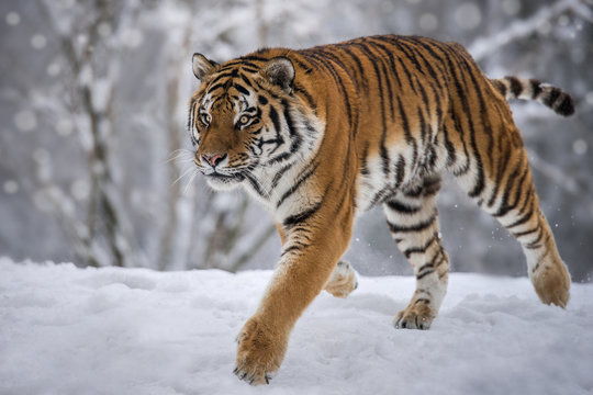Tiger Snow Run