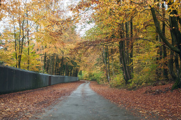 route traversant une forêt en automne