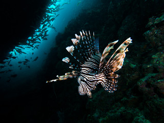 Lionfish in a cave