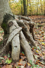 détail racines d'arbres en forêt au moment de l'automne
