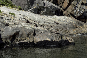 Seals at Milford Sound