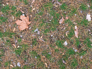 Autumn pine forest floor