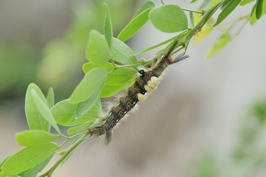 worm