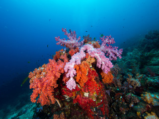 Fototapeta na wymiar Red and purple soft corals on a coral reef with blue water in the background
