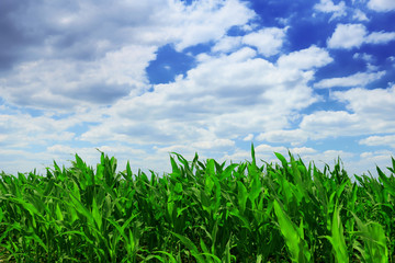 Cornfield with Clouds on Bright Summer Day