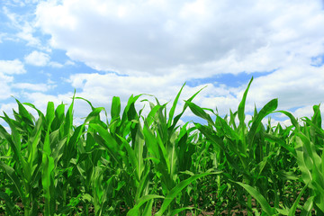 Cornfield with Clouds on Bright Summer Day