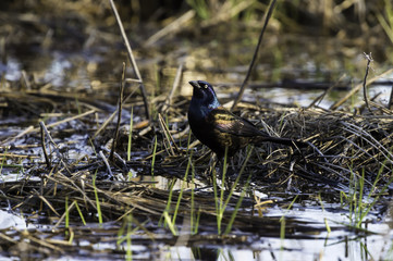Common Grackle in marsh