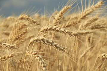 wheat ,closeup