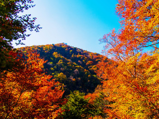 Fototapeta premium 紅葉