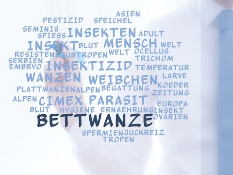Bettwanze