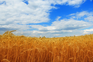Naklejka premium Wheat field against a blue sky