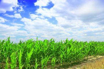 Cornfield with Clouds on Bright Summer Day
