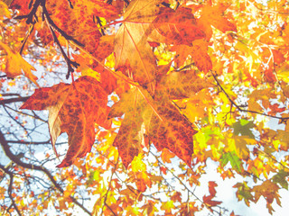 Close up Autumn maple leaf on tree,fall seasonal