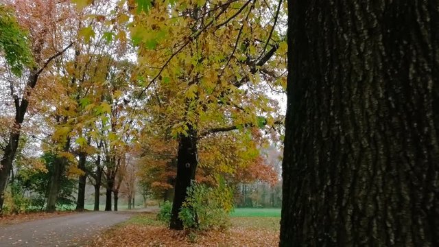 Dolly shot of a street and trees in autumn in a park