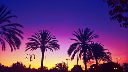 Fototapeta na wymiar California Palm Tree Sunset 