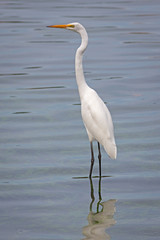 Great Egret