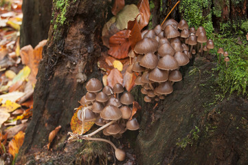 champignons sur une souche d'arbre en automne