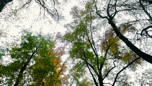 Dolly shot of trees and leaves in autumn in a park