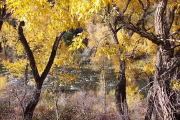 Aspen trees