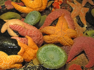     Orange and purple starfish and sea anemones, Oregon coast