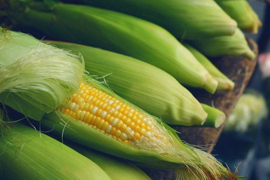 fresh sweet corn with some ears partially husked in morning market.