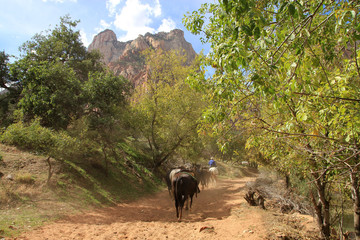 Horses ride in Zion canyon national park in USA